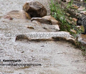 Hoary Marmot are vegetarians, feeding on a large variety of green plants and live at high elevations
