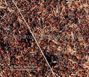 ANT NEST !  Last day of winter, March 19, 2015 . Priddis Greens Golf and Country Club,