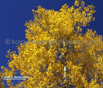 Calgary Under a Golden Autumn, Coach Hill