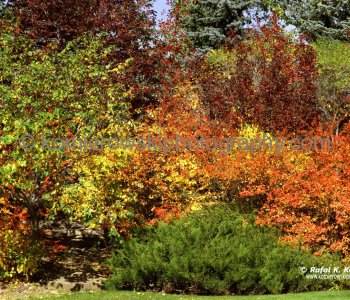 Calgary Under a Golden Autumn, Coach Hill