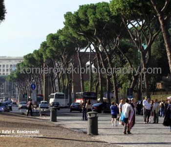 Umbrella Pines- street near Forum Romanum, Rome