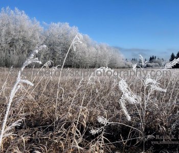 Frost Scenery in Calgary, Alberta, Canada