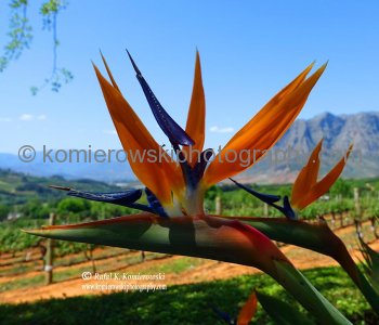 Touring Wineries & Vineyards near Cape Town, South Africa