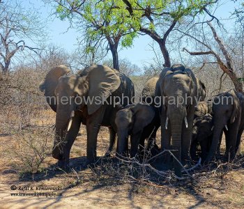 Kruger National Park Safari, South Africa