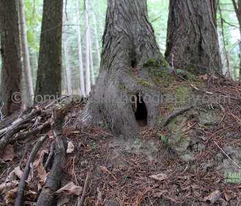 A walk through the forest in the West Kootenays, BC.