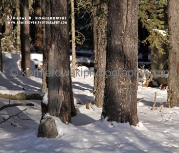 Sibbald Flats