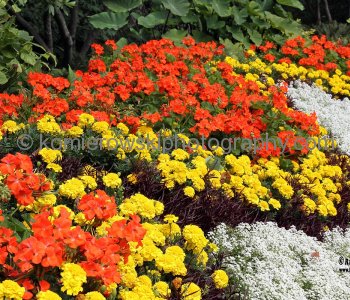 Queen Elizabeth Park, Vancouver, British Columbia, Canada