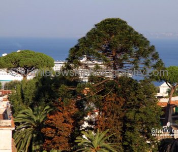 Sorrento -is known for  variety of famous pine trees