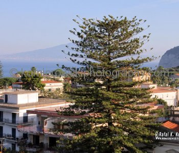 Sorrento -is known for  variety of famous pine trees