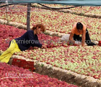 Somewhere south of Tuscany, apples are allowed to ripen before going to the market