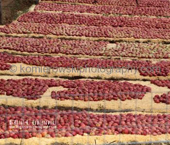Somewhere south of Tuscany, apples are allowed to ripen before going to the market