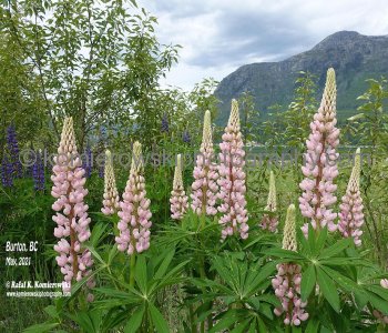 Spring 2021 - Western Canada