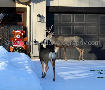 Calgary in Winter, Alberta, Canada