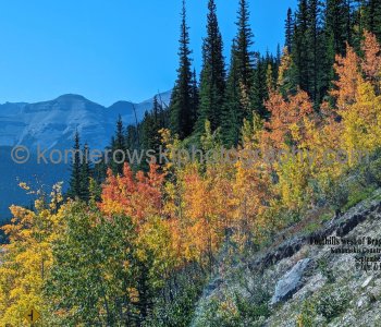 Golden Days in Alberta s Foothills, Canada