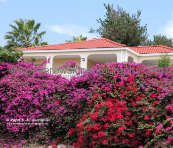 Countryside on Curacao island