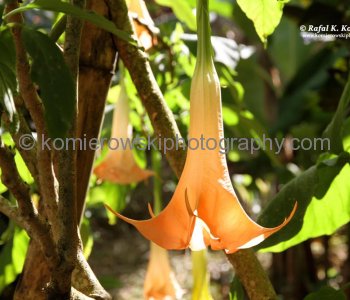 Grenada is just one big flower garden....