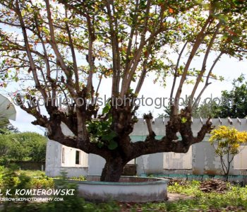 Although signs of recovery have been seen in Grenada after the damage inflicted by Hurricanes Ivan however many remains are clearly visible...
