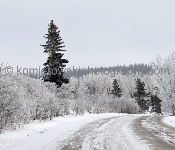 Scenic hoarfrost on trees in Calgary.