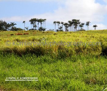 Once,  sugar cane plantation...the slaves may be gone but the sugar-cane plantations of Barbados still bring in the gold, as restored houses and museums tempt the tourists