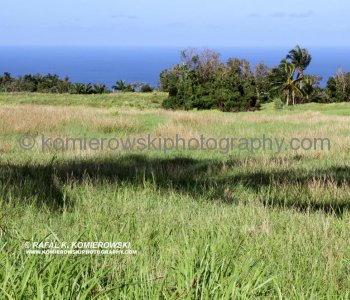 Sugar has been an ideal crop for Barbados, white gold as it was called, produced great wealth...