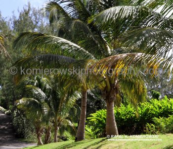 ...riding taxi across Barbados, windows down, breathing in the warm moist air of the Caribbean, admiring all the colorful flora