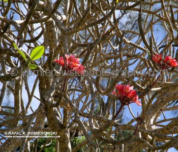 .... a great variety of tropical flowers, trees can be seen on undulating countryside.....
