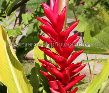 .... a great variety of tropical flowers, trees can be seen on undulating countryside.....