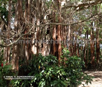 Caribelle Batik, a former sugar plantation with some of the most beautiful garden on St. Kitts island....