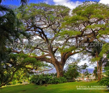 Romney Manor Tree (located at Caribelle Batik) .....Best of Green...St., Kitts