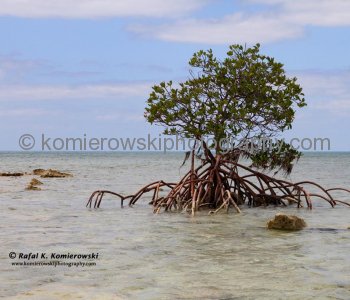 Spectacular mangrove tree