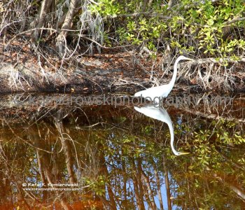 Near Fort Myers, Florida