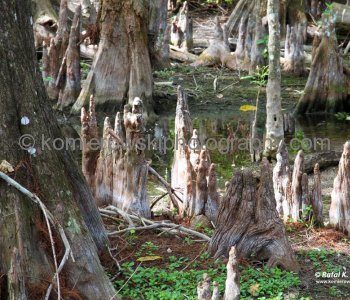 Big Cypress Gallery a.k.a. Clyde Butchers Swamp Cottage, Florida