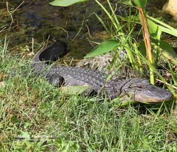 Big Cypress Gallery a.k.a. Clyde Butchers Swamp Cottage, Florida