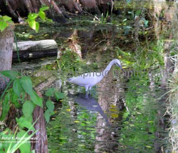Big Cypress Gallery a.k.a. Clyde Butchers Swamp Cottage, Florida