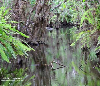 Big Cypress Gallery a.k.a. Clyde Butchers Swamp Cottage, Florida