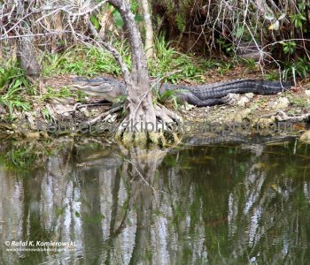 Big Cypress Gallery a.k.a. Clyde Butchers Swamp Cottage, Florida