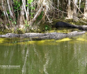 Big Cypress Gallery a.k.a. Clyde Butchers Swamp Cottage, Florida