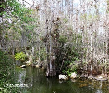 Cypress is probably the most recognized tree in the Everglades,,  Big Cypress Gallery a.k.a. Clyde Butchers Swamp Cottage, Florida