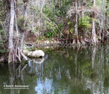 Cypress is probably the most recognized tree in the Everglades,,  Big Cypress Gallery a.k.a. Clyde Butchers Swamp Cottage, Florida
