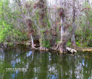 Cypress is probably the most recognized tree in the Everglades,,  Big Cypress Gallery a.k.a. Clyde Butchers Swamp Cottage, Florida