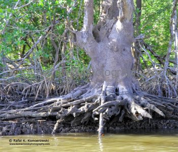 Mangroves Forest, Everglades, Florida,