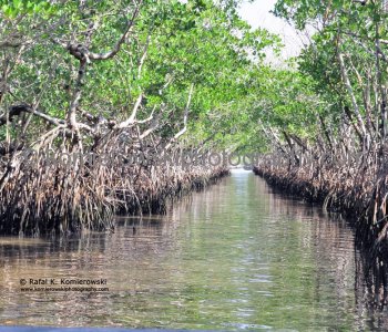 Mangroves occur in dense, brackish swamps along coastal and tidally influenced, low energy shorelines, Everglades, Florida,