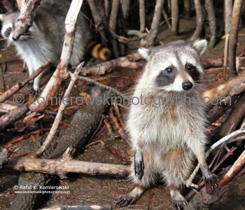 A pair of raccoons peering out from mangrove roots,  Mangroves Forest, Everglades, Florida,