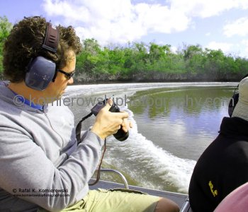 Thrilling airboat rides in the South Florida Everglades....Mangroves Forest, Everglades,