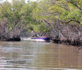 Thrilling airboat rides in the South Florida Everglades....Mangroves Forest, Everglades,