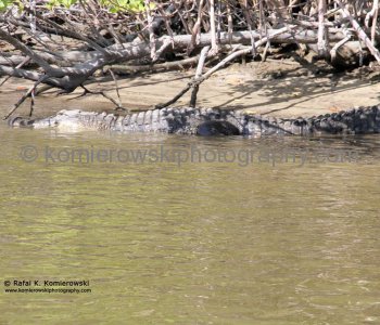 Mangroves Forest, Everglades,