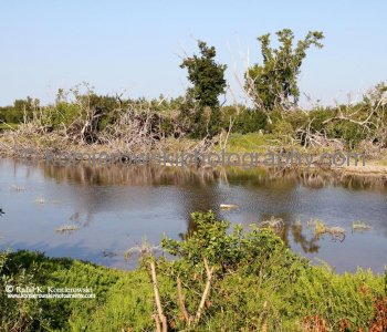 Everglades National Park near Flamingo area