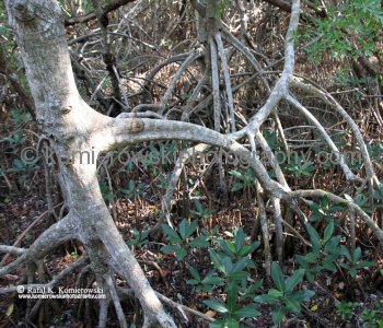 Everglades National Park near Flamingo area, mangrove forest