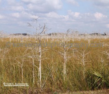 The Florida Everglades is a vast expanse of wet sawgrass prairie that extends from Lake Okeechobee in south-central Florida to the mangroves along the coast ...