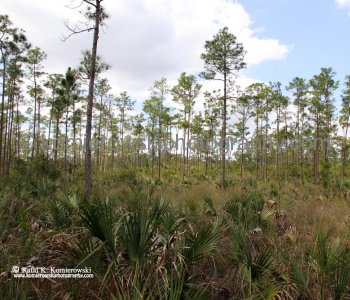Everglades National Park, Long Pine Key area